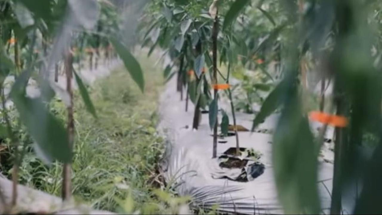 Pemasaran cabai yang dilakukan Ujang disesuaikan dengan jenis cabai, untuk cabai kelas A sampai B ditargetkan ke supermarket dan untuk cabai kelas B kebawah ditargetkan ke pasar induk dan pasar tradisional.