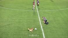 Seekor anjing masuk ke dalam lapangan dan menekel seorang pemain. This video is presented by Ballball