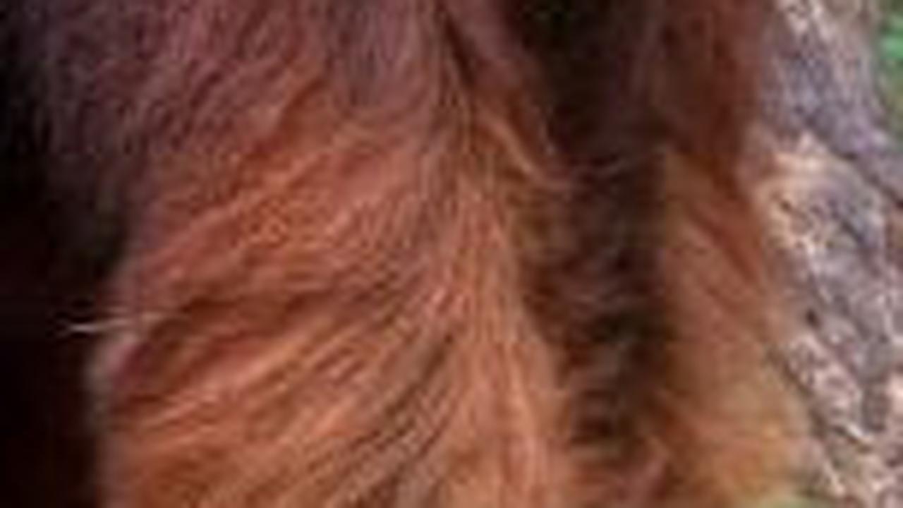 Viral Orangutan Masuk Area Tambang, BKSDA Sultra Pastikan Bukan di Konawe Utara