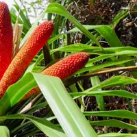Buah merah, dikenal dengan Pandanus Conoideus dikenal dengan segala kebaikannya untuk tubuh.