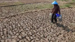 Warga berjalan mengambil air untuk kebutuhan sehari-hari pada kubangan bekas sawah di  kawasan Weninggalih, Jonggol, Jawa Barat, Selasa, 25 Agustus 2026. (KLY/ Arie Basuki)