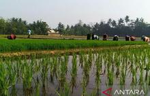 Perluasan Lahan Pertanian Karawang Digenjot, Target Produksi Gabah 1,42 Juta Ton di 2026