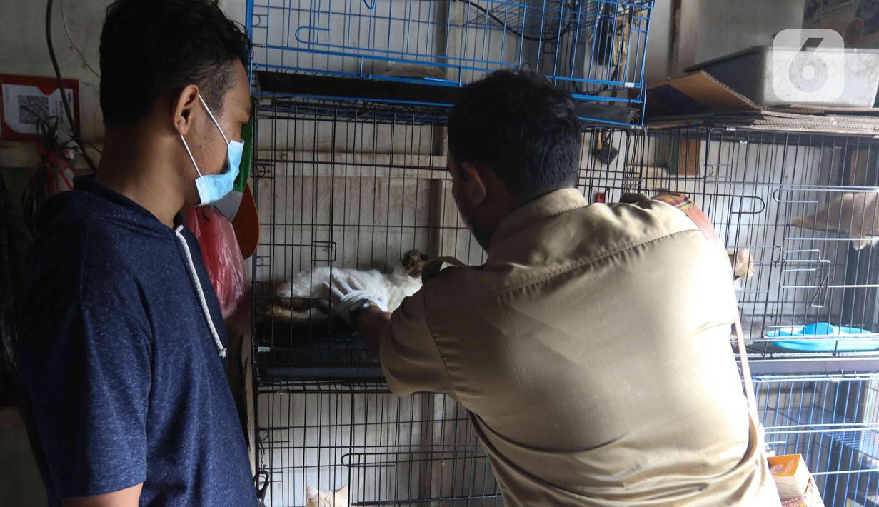Petugas memeriksa kesehatan kucing di Pasar Barito, Jakarta, Senin (28/3/2022). Penyemprotan disinfektan, pemeriksaan kesehatan hewan dan vaksinasi rabies gratis untuk mengantisipasi penyebaran penyakit di pasar hewan tersebut. (Liputan6.com/Herman Zakharia)