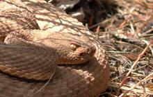 Fakta Narcisse Snake Dens, Habitat bagi 250.000 Ular yang Jadi Tempat Wisata