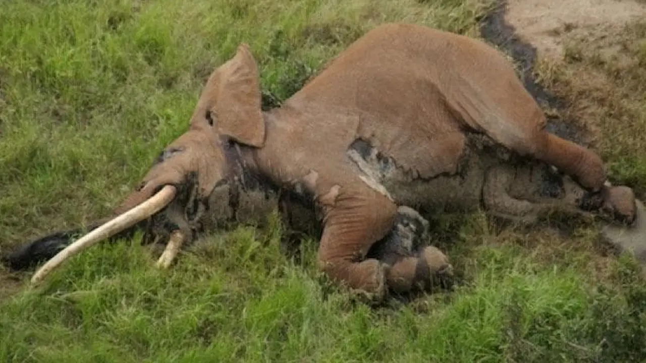 [Bintang] gajah 