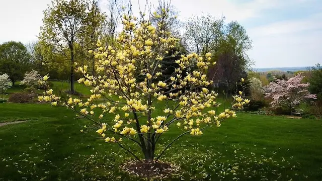 Magnolia Butterflies