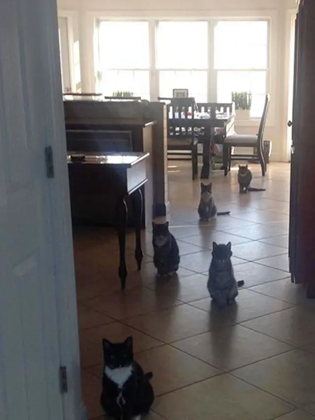 8 Potret Pose Kucing yang Mengerikan Ini Bikin Kaget