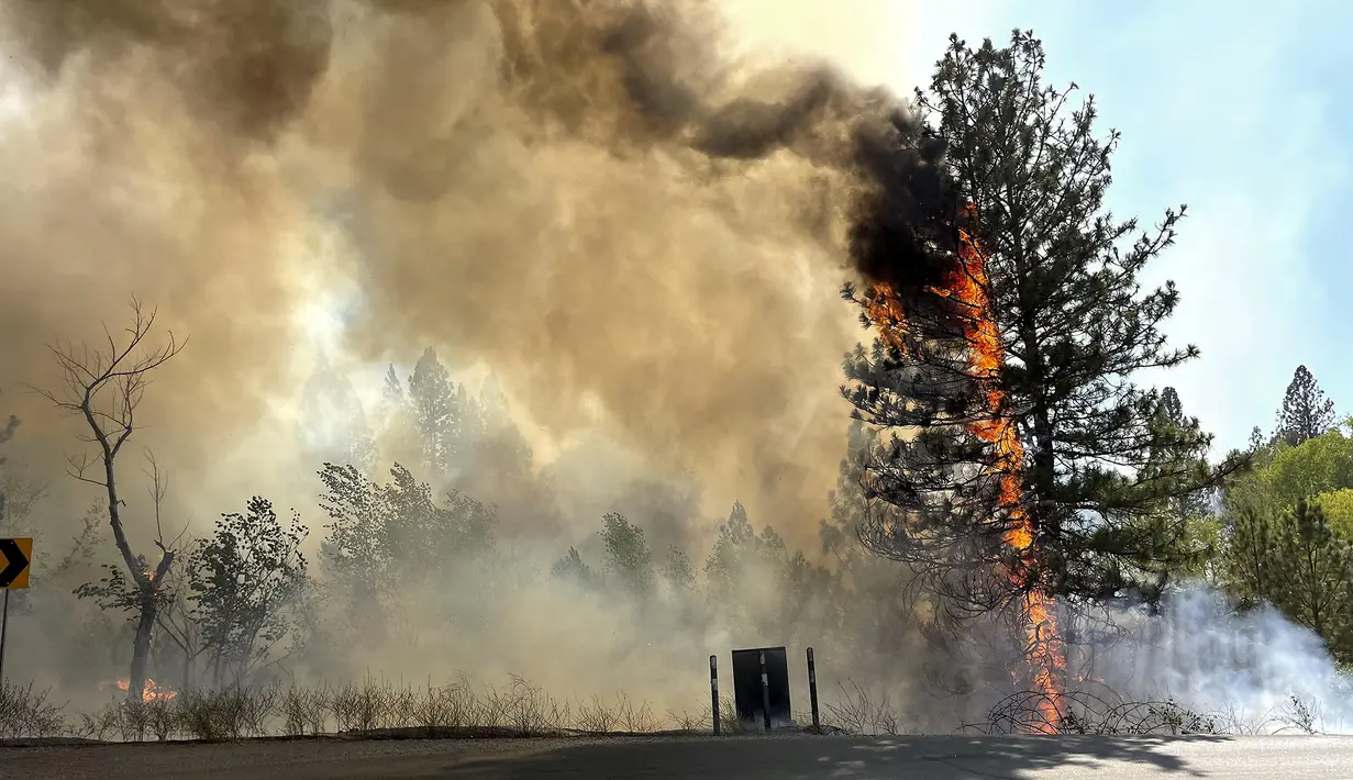 Sebuah pohon membakar di sepanjang Centennial Drive di Grass Valley, California, Rabu (25/8/2021). Kebakaran hutan California Utara yang telah membakar ratusan rumah bergabung dengan api di timur Los Angeles yang juga menghancurkan bangunan. (Elias Funez/The Union via AP)