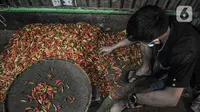 Pedagang merapikan cabai rawit merah yang dijual di Pasar Senen, Jakarta, Kamis (4/3/2021). Naiknya harga cabai rawit merah di pasaran saat ini disebabkan oleh produksi yang sangat rendah sehingga pasokan di pasaran tidak bisa memenuhi tingginya permintaan. (merdeka.com/Iqbal S. Nugroho)