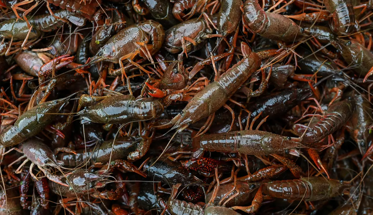 Foto pada 15 April 2020 menunjukkan udang yang dijual di salah satu toko  di Pasar Baishazhou Wuhan di Wuhan, provinsi Hubei. Lebih dari 90 persen kios pasar basah di Wuhan telah kembali buka sejak pemerintah mencabut aturan lockdown di wilayah pusat pandemi corona tersebut. (Hector RETAMAL/AFP)
