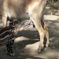 Seekor anak Tapir menyusu pada seekor kambing di Kebun Binatang Nasional Managua, Nikaragua, Kamis (14/4). Anak tapir tersebut terpaksa menyusu pada kambing karena ditinggalkan oleh sang induk.(Reuters/ Oswaldo Rivas)