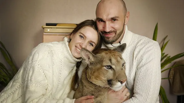 Bertingkah Layaknya Kucing Peliharaan, Puma Ini Tinggal di Apartement