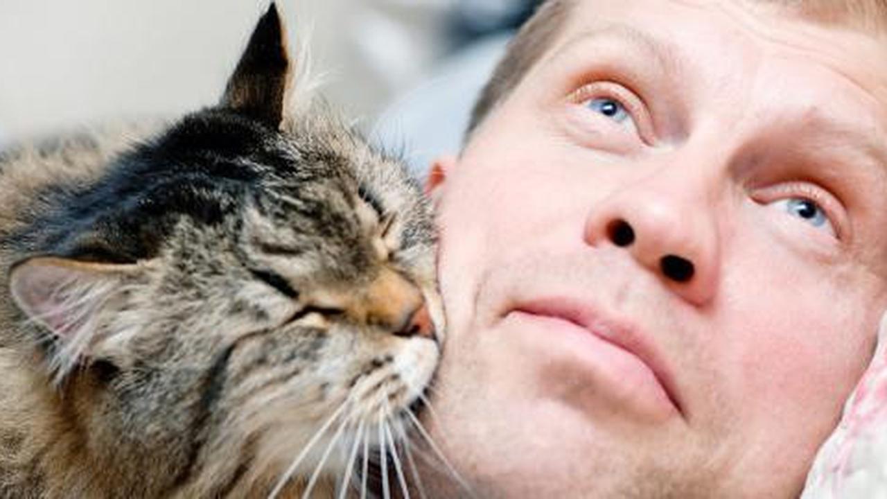 Kenapa kucing suka membangunkan majikan?