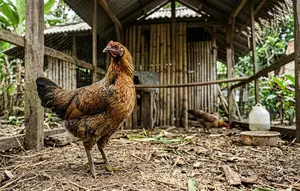 12 Cara Ternak Ayam Kampung Sambil Tetap Bekerja, Cocok Jadi Usaha Sampingan