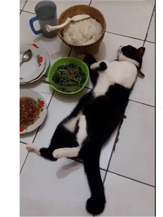 8 Potret Kucing Kalau Ikut Jalani Ramadhan, Ekspresinya Kocak Waktu Sahur