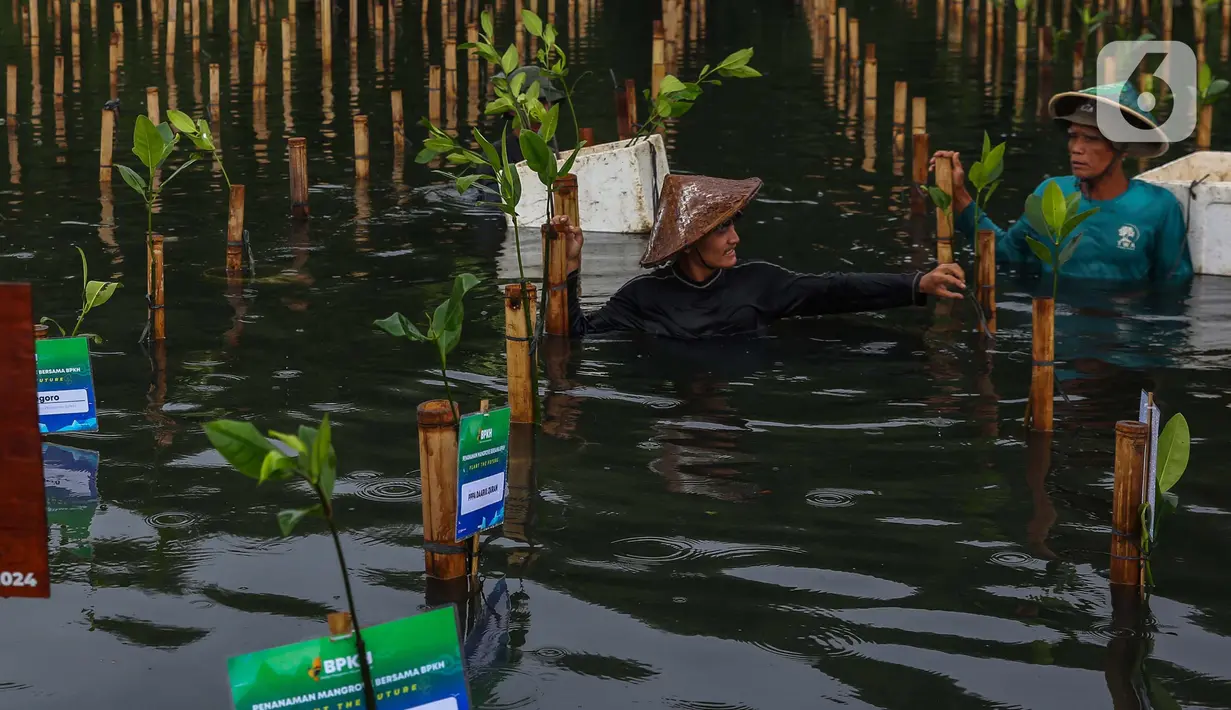 Selain melakukan penanaman 1.000 pohon mangrove, Badan Pengelola Keuangan Haji (BPKH) juga melepasliarkan 60 burung jenis Dederuk Jawa, Perenjak Jawa, dan Kutilang. (Liputan6.com/Angga Yuniar)