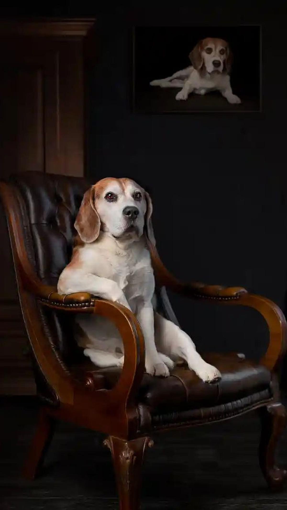 Portrait of an Arrogant Beagle by Patrick Reymer, 2018&nbsp;
