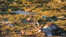 Ratusan rusa yang mati tersambar petir di di sebuah taman di Hardangervidda, Norwegia (28/8). Sekitar 300 ekor rusa mati tersambar petir akibat badai melanda wilayah setempat Jumat lalu. (AFP PHOTO/Norwegian Environment Agency/Haavard Kjontvedt)