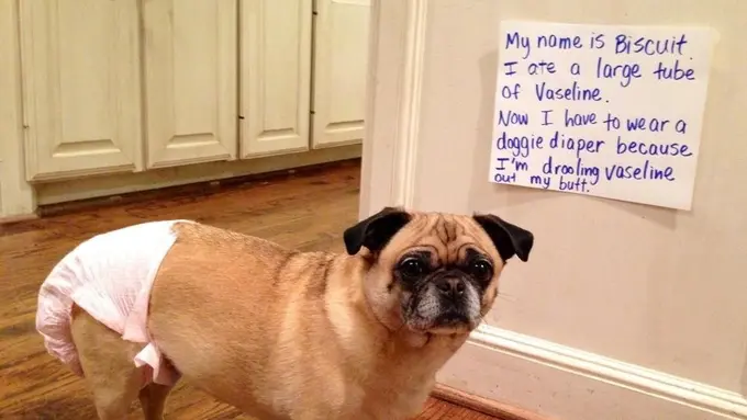 11 Bukti yang Menujukkan Kalau Anjing Punya Rasa Bersalah