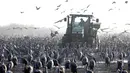 Ribuan Bangau Abu-Abu mengerumuni traktor yang menyebarkan makanan di sekitar Danau Agamon Hula, Israel, Kamis (21/2). Bangau Abu-Abu dari Eropa tersebut mampir di Danau Agamon Hula selama migrasi menuju Afrika. (MENAHEM KAHANA/AFP)