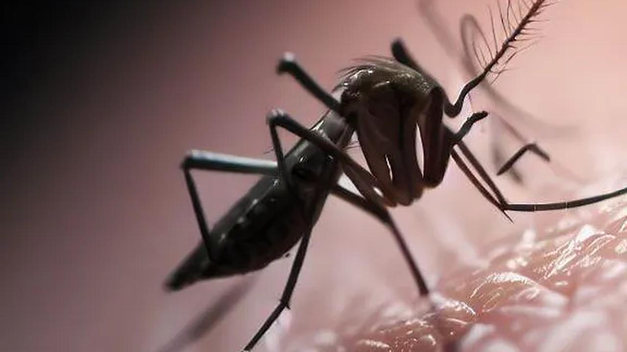Kemenkes: Nyamuk Wolbachia Efektif Cegah DBD