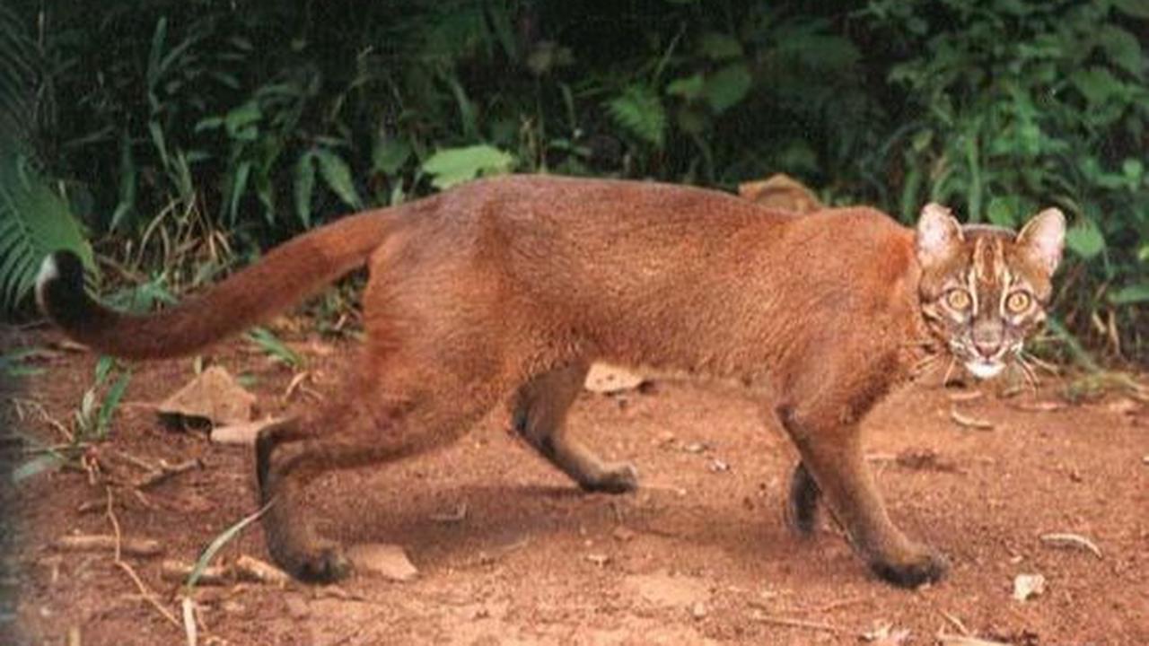 2. Kucing Bakau (Prionailurus viverrinus)