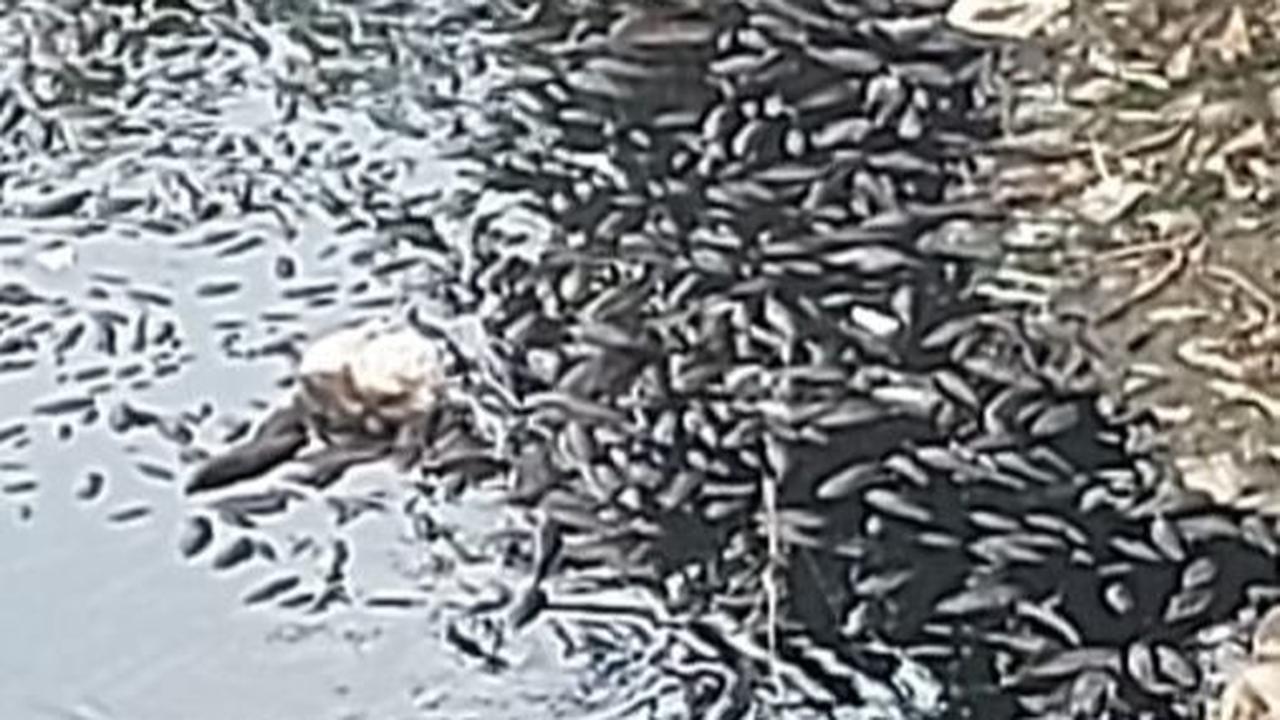 Air Sungai Cileungsi Menghitam dan Berbau Busuk, Ratusan Ikan Mati