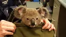 Gambar yang dirilis polisi Queensland menunjukkan seekor bayi koala berada di dalam tas milik seorang wanita di Brisbane, Senin (7/11). Penemuan itu setelah polisi Australia menangkap perempuan tersebut dalam pemeriksaan rutin lalu lintas. (AFP Photo)