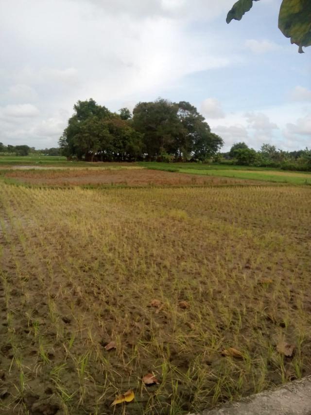 Tanaman padi berwarna kecoklatan dan mati membusuk lantaran rendaman lebih dari empat hari. (Foto: Liputan6.com/Istimewa/Muhamad Ridlo)