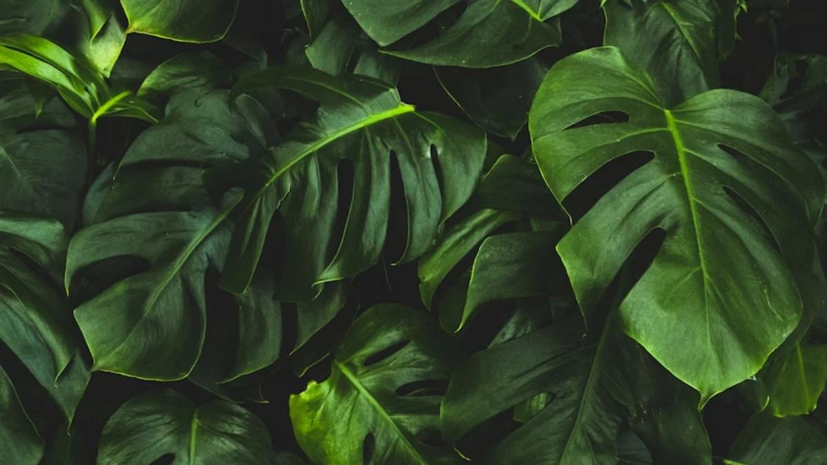 Ilustrasi Daun
