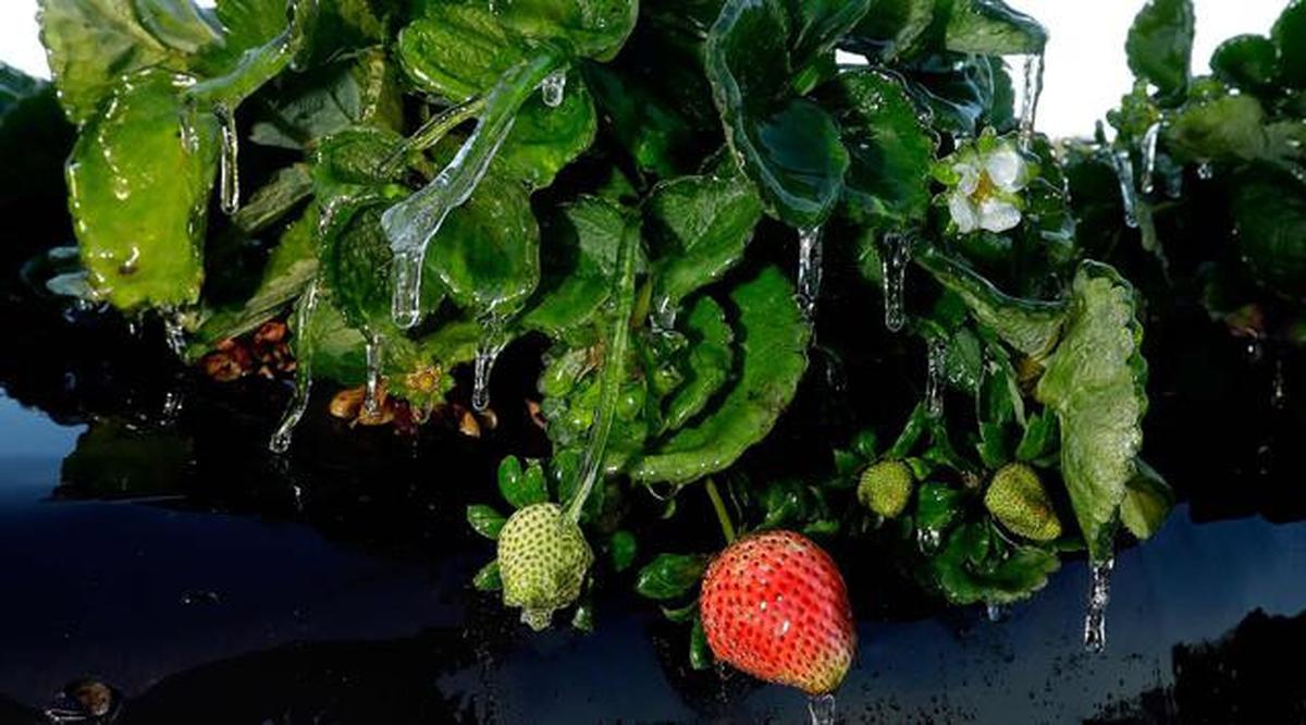 Cara Mudah Menanam Stroberi di Pot, Hasil Manis dan Cantik untuk Dekorasi Rumah