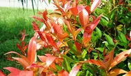 Daun Pucuk Merah