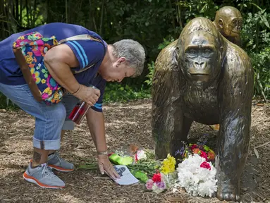 Pengunjung melihat kartu simpati di dekat patung gorila di Kebun Binatang Cincinnati, Ohio, AS, Selasa (29/5). Akhir Mei 2016, petugas kebun binatang Cincinnati terpaksa menembak seekor gorila bernama Harambe. (AP Photo)