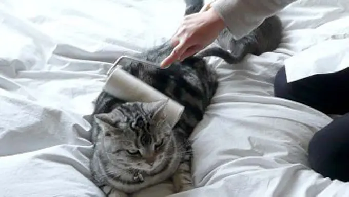 (c) rocketnews24.com