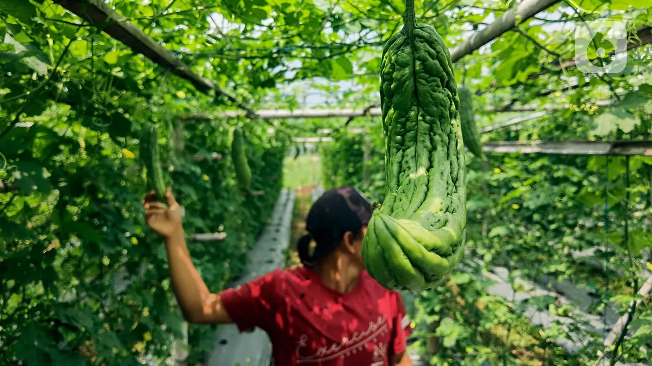 Ilustrasi Buah Pare