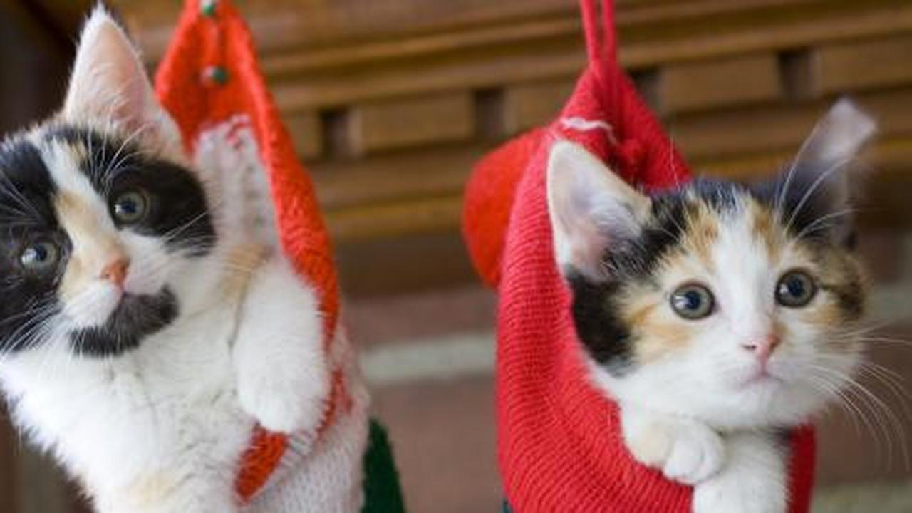 10 Kucing termahal sejagat