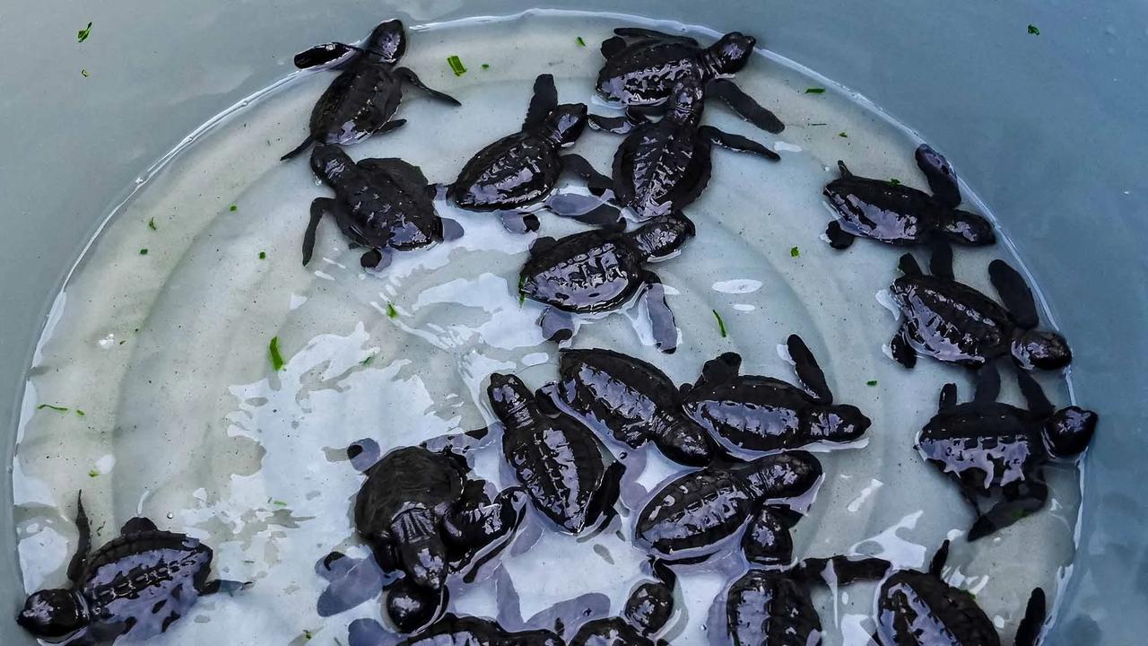 FOTO: Puluhan Tukik Lekang Dilepas di Pantai Alue Naga Banda Aceh