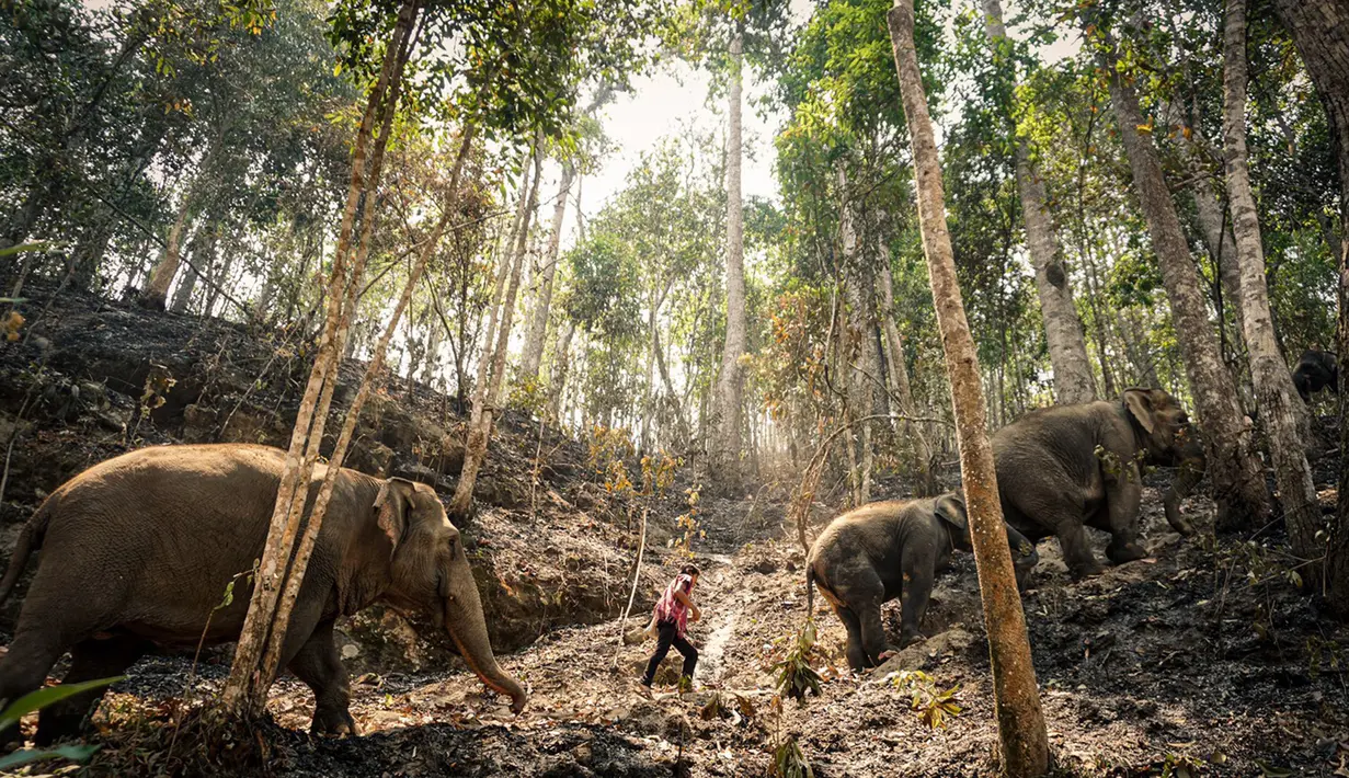 Pawang dengan gajah mencari makan di sebelah Peternakan Gajah Patara di daerah yang terkena dampak kekeringan dekat Chiang Mai, Thailand (29/3/2020). Melepaskan gajah jinak ke hutan justru akan membuat hidup mereka terancam oleh gajah-gajah liar. (HANDOUT/THAI ELEPHANT ALLIANCE ASSOCIATION/AFP)