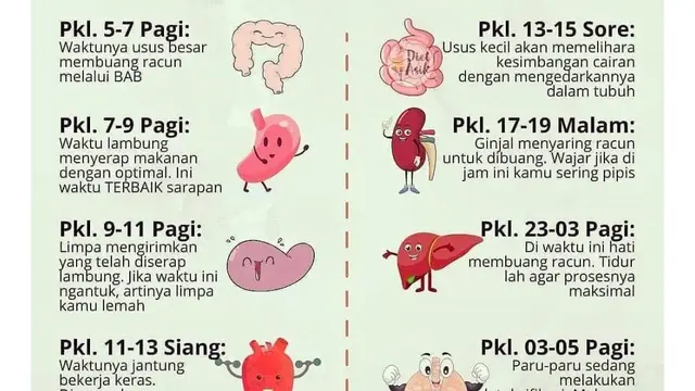 Cara kerja Jam Biologis Manusia