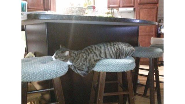 Potret 7 Kucing Rebahan Ini Bikin Geleng Kepala