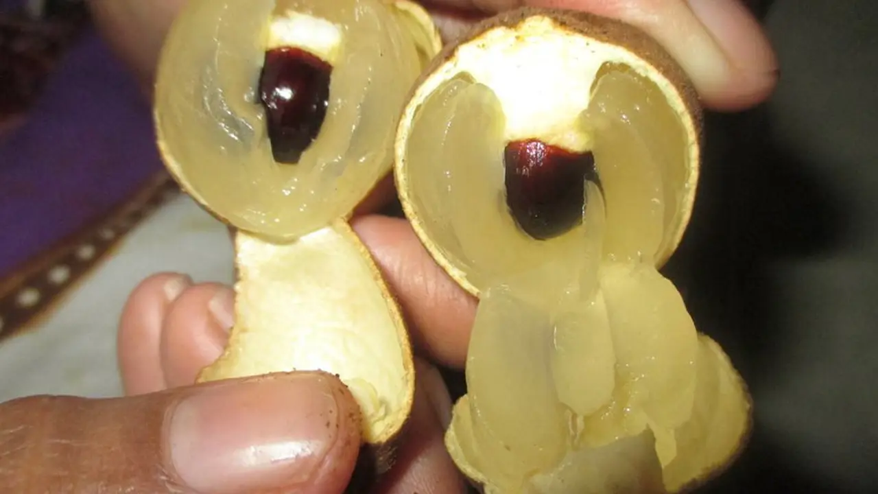 Buah Kelengkeng