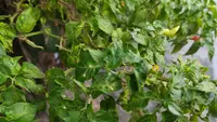7 Cara Mengendalikan Lalat Buah pada Tanaman Cabai Rawit agar Tidak Gagal Panen