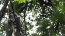 Monyet Surili Jawa (Presbytis Comata) bertengger di pepohonan Taman Nasional Gunung Halimun Salak (TNGHS), Jawa Barat, Sabtu (5/1). Surili dewasa memiliki warna kepala sampai jambul hitam. (Merdeka.com/Iqbal Nugroho)