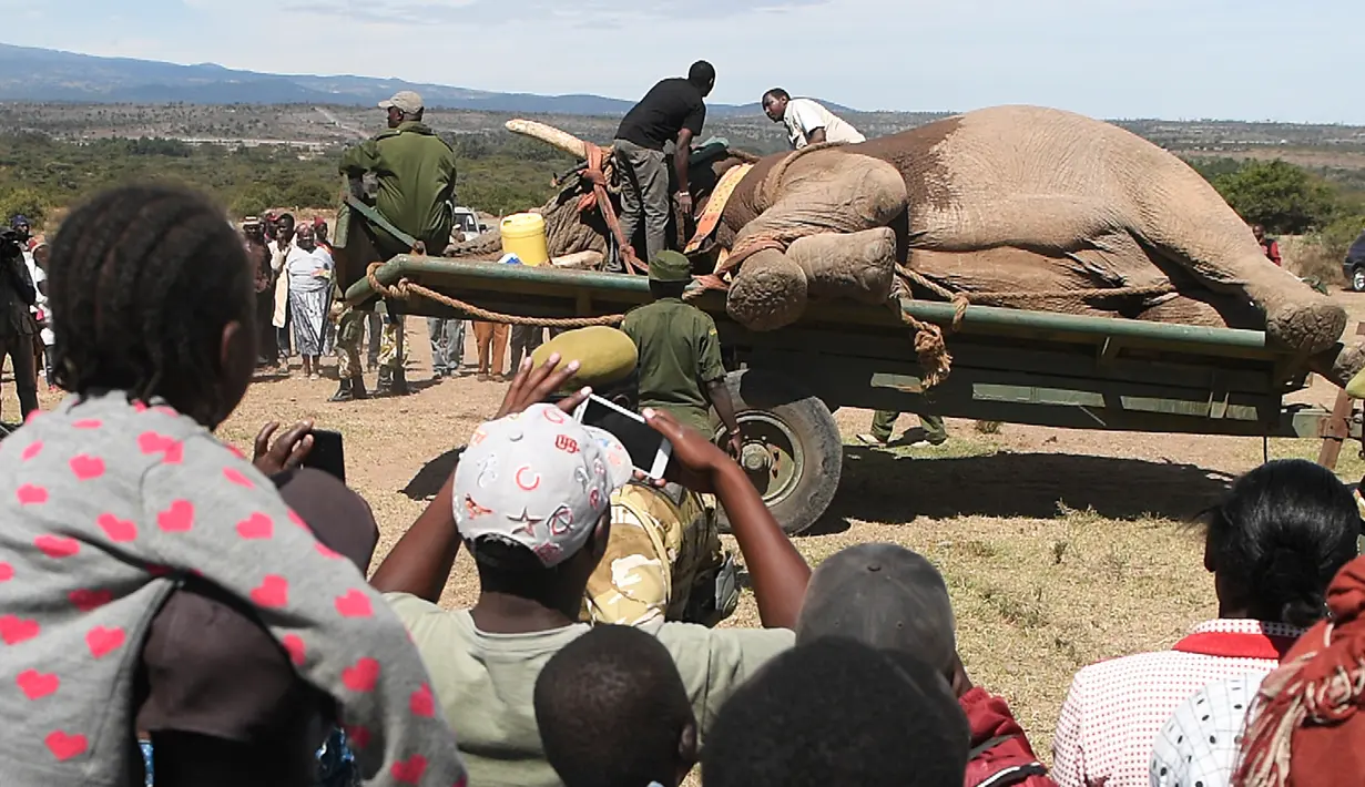Warga mengabadikan momen ketika petugas Kenya Wildlife Service (KWS) merelokasi puluhan gajah di Lamuria, Nyeri, Kenya, Rabu (21/2). (AFP PHOTO/SIMON MAINA)