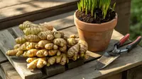 Cara Menanam Kencur di Pot dan Pekarangan, dari Bibit hingga Panen Melimpah