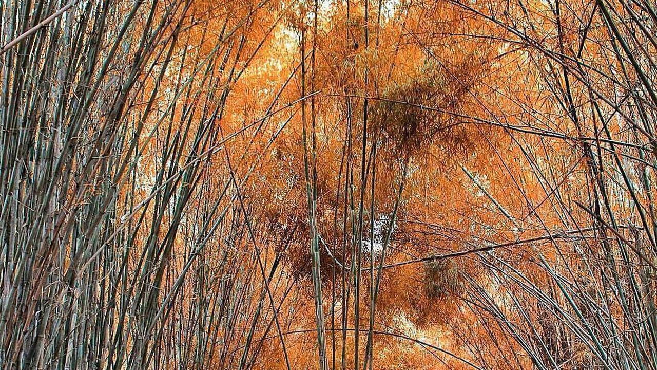 5 Wisata Alam di Surabaya yang Sejuk, Cocok untuk Tenangkan Pikiran