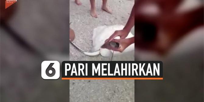 VIDEO: Pengunjung Pantai Bantu Ikan Pari Melahirkan Anaknya