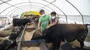 Dua anak laki-laki yang mengenakan masker terlihat mengusap anak sapi di sebuah pasar ternak di Ankara, Turki, 20 Juli 2020. Hari Raya Idul Adha di Turki akan dirayakan mulai tanggal 31 Juli hingga 3 Agustus 2020. (Xinhua/Mustafa Kaya)
