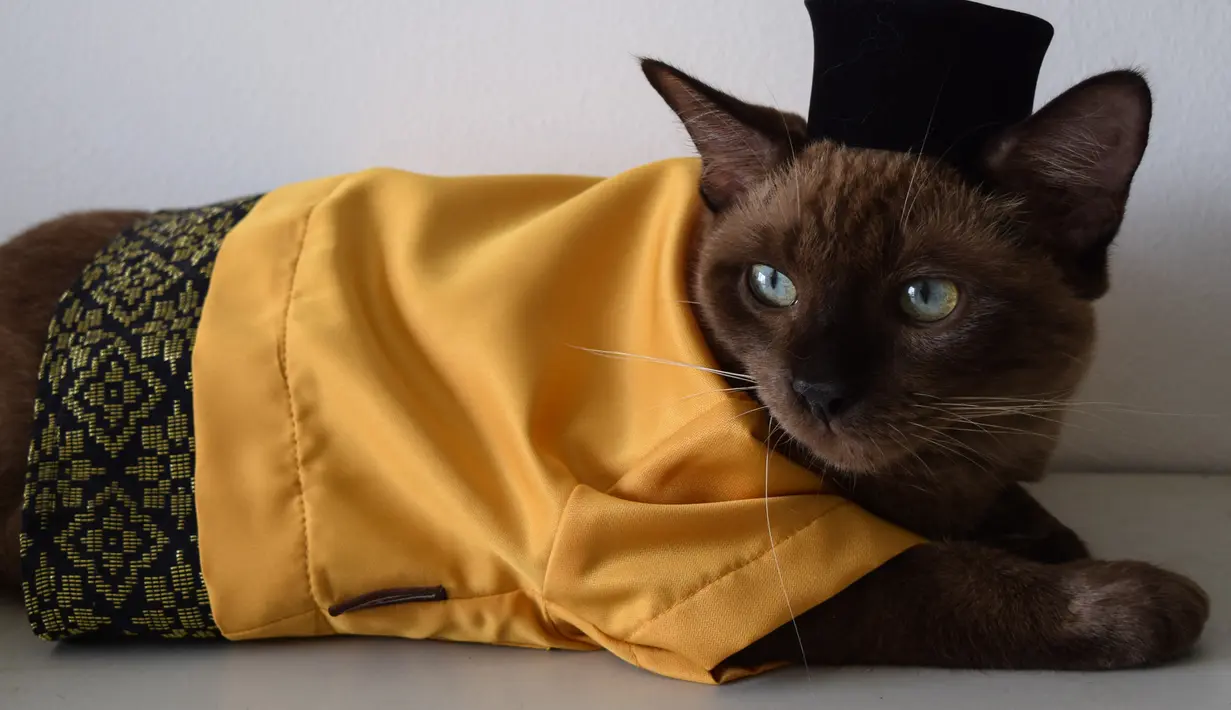Seekor kucing mengenakan pakaian untuk hari raya Idul Fitri terlihat di sebuah apartemen di Shah Alam, di pinggiran Kuala Lumpur (5/5/2021). Toko Meowku penjualannya melonjak karena orang-orang merawat hewan peliharaannya. selama pandemi virus corona. (AFP Photo/Sam Reeves)