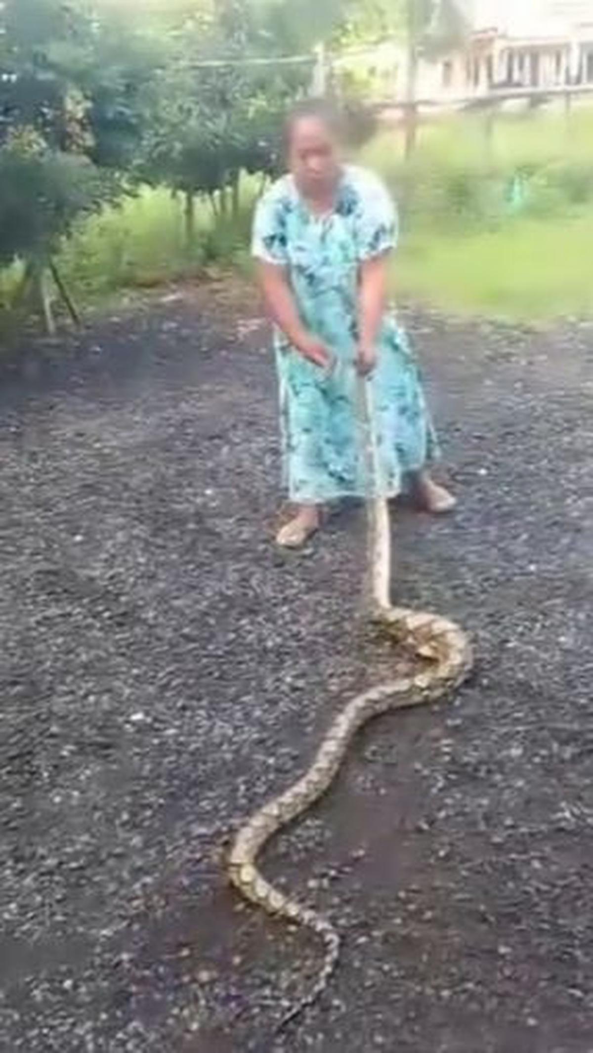 Aksi emak-emak tangkap ular dengan tangan kosong,